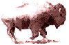 BUFFALO WEB SOLUTIONS, LLC Logo